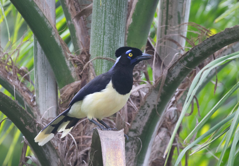 Plush-crested Jay © Erik Bruhnke